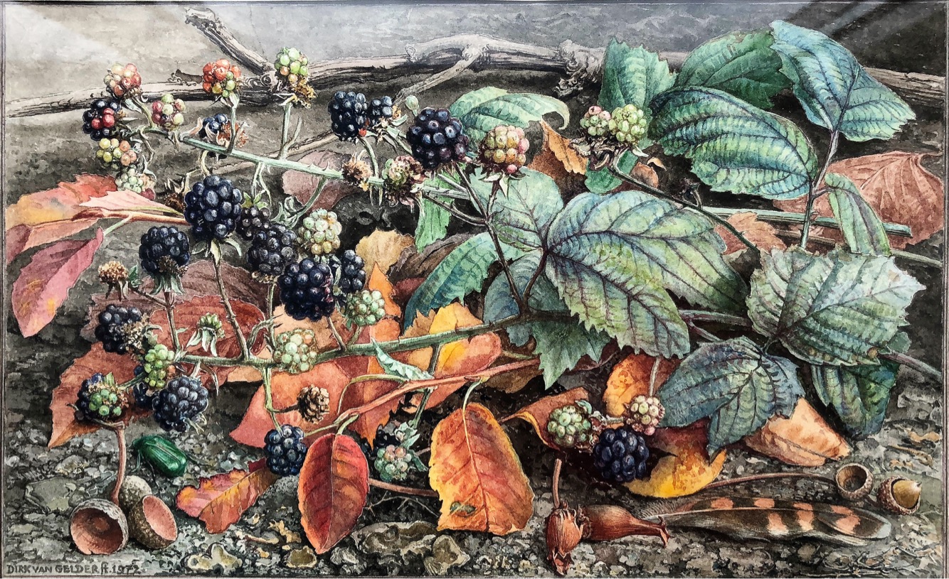Afb.1. Dirk van Gelder, ‘Herfstgrondje met bramen’, aquarel (152 x 246 mm), 1972, particuliere collectie